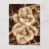 Sepia crocuses postkarte (Vorderseite)