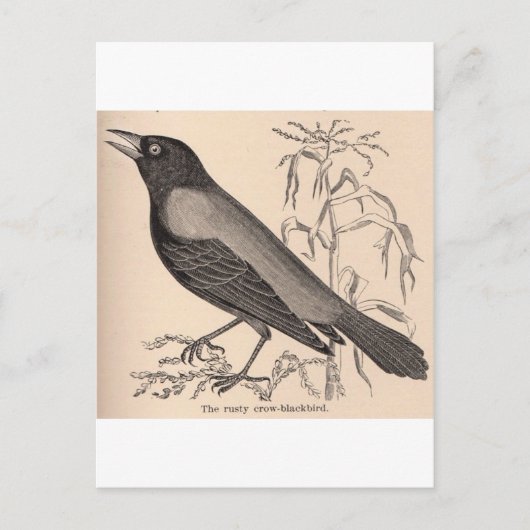 Sepia Crow Postkarte (Vorderseite)