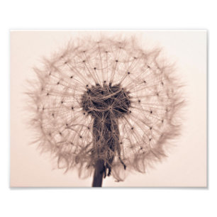 Sepia Dandelion Blow Ball Pflanze Fotodruck
