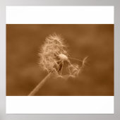 Sepia Dandelion Poster/Print Poster (Vorne)