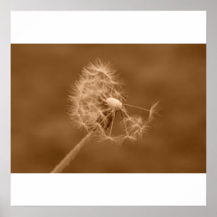 Sepia Dandelion Poster/Print Poster