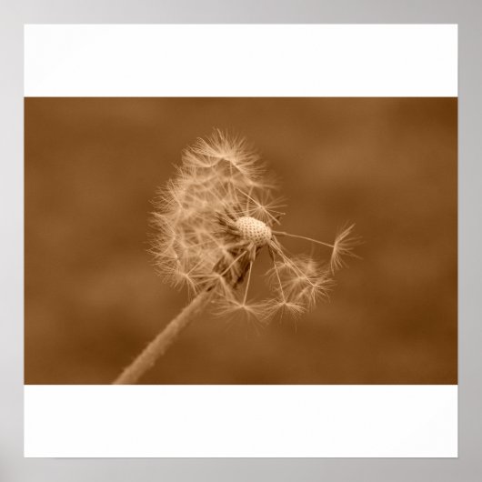 Sepia Dandelion Poster/Print Poster (Vorne)