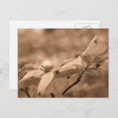 Sepia Dogwood Blüten Blumenfotografie Postkarte (Vorne/Hinten)