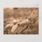 Sepia Dogwood Blüten Blumenfotografie Postkarte (Vorderseite)
