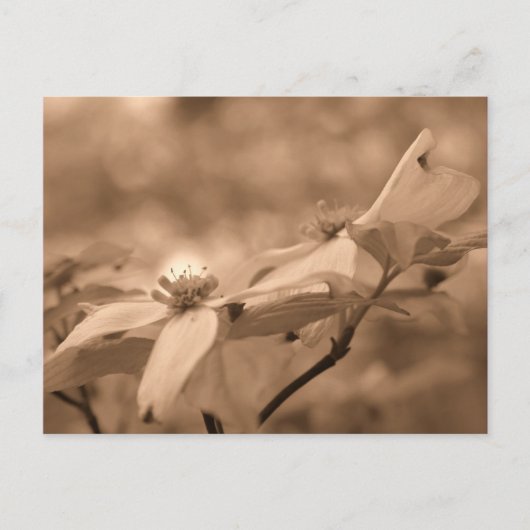 Sepia Dogwood Blüten Blumenfotografie Postkarte (Vorderseite)