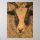 Sepia Ewe Poster (Vorne)