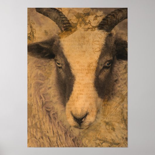 Sepia Ewe Poster (Vorne)