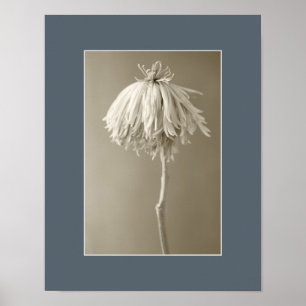 Sepia Floral Portrait Fotografie Poster
