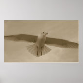 Sepia Gull Poster (Vorne)