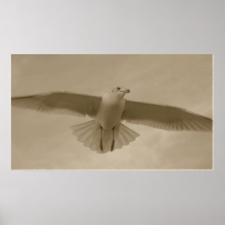 Sepia Gull Poster