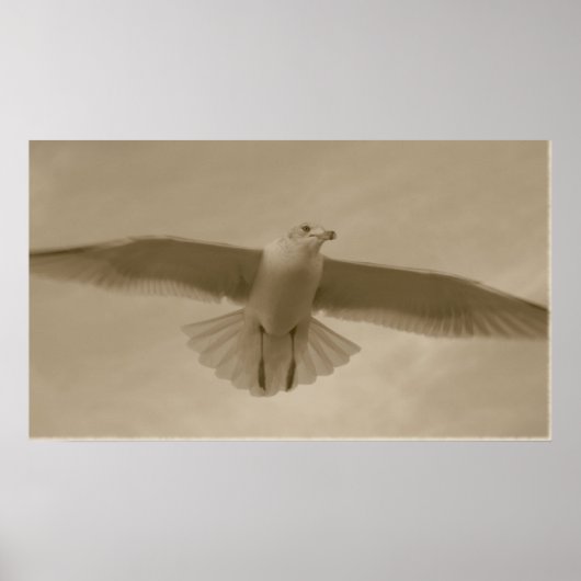 Sepia Gull Poster (Vorne)