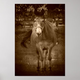 Sepia Hallo da Poster