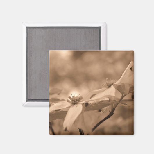 Sepia-Hartriegel-Blumen-Fotografie-Magnet Magnet (Vorderseite/Rückseite)