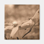 Sepia-Hartriegel-Blumen-Fotografie-Magnet Magnet (Vorne)