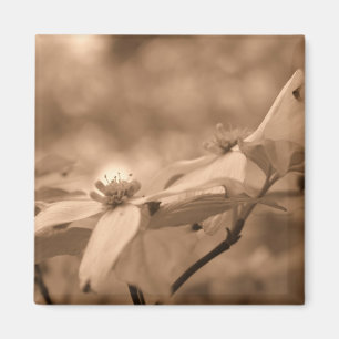 Sepia-Hartriegel-Blumen-Fotografie-Magnet Magnet