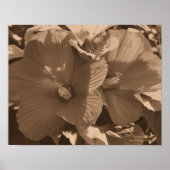 Sepia Hibiskus Blume Pair Poster (Vorne)