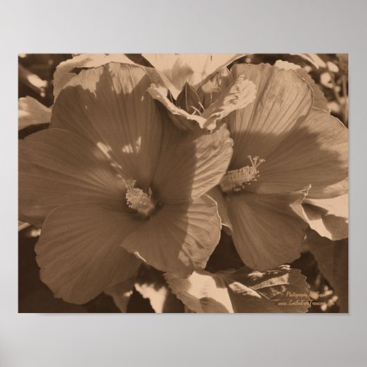 Sepia Hibiskus Blume Pair Poster (Vorne)