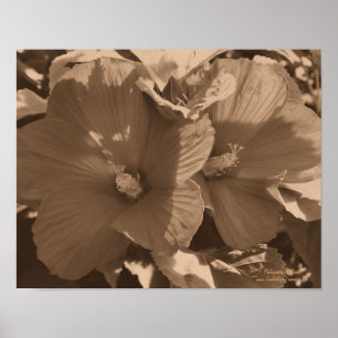 Sepia-Hibiskus-Blumenpaar Poster