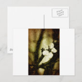 Sepia-Kirschblüte Postkarte (Vorne/Hinten)