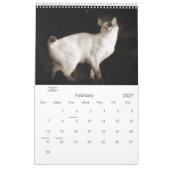 Sepia Kitty Cats für Haustiere über 12 Monate Kalender (Feb 2027)