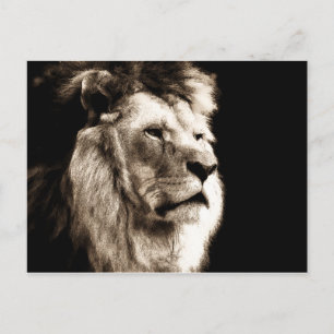 Sepia Lion Postkarte