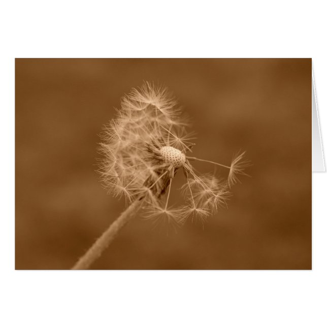 Sepia-Löwenzahn-Karte (freier Raum) (Vorderseite (Horizontal))
