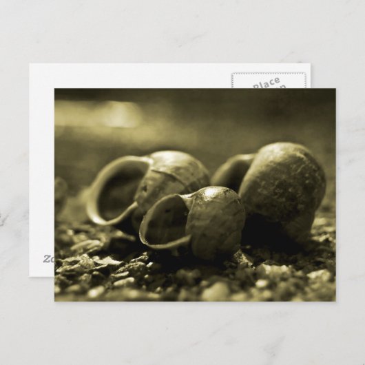 Sepia-Muscheln Postkarte (Vorne/Hinten)
