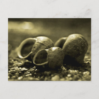 Sepia-Muscheln Postkarte