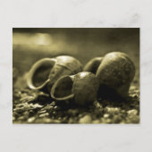 Sepia-Muscheln Postkarte (Vorderseite)