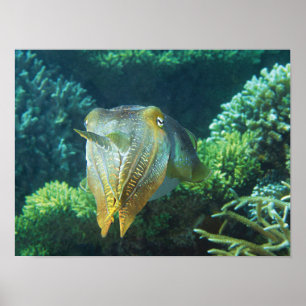 Sepia Nahaufnahme! Schimmernder Tintenfisch am Kor Poster