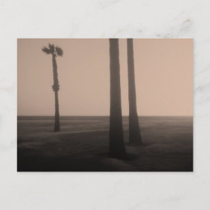 Sepia Palm Trees Fine Art Foto Postkarte