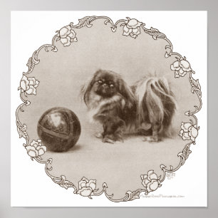 Sepia-Pekingese-Porträt Poster