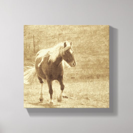 Sepia Pinto Pony Leinwanddruck (Vorderseite)