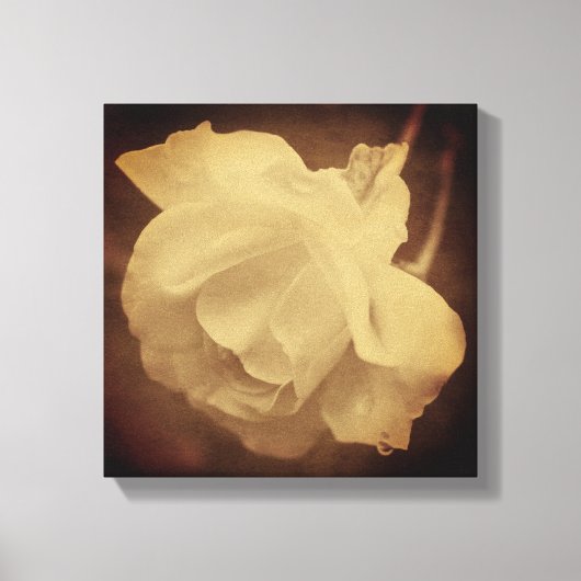 Sepia-Rose mit Raindrops im Vintagen Look Leinwanddruck (Vorderseite)