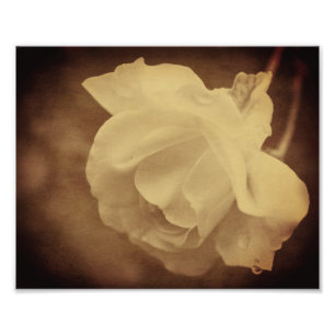 Sepia-Rose mit Regentropfen gealtert Vintage 8x10 Fotodruck