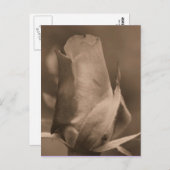 Sepia Rosenknospe Blume Foto Postkarte (Vorne/Hinten)