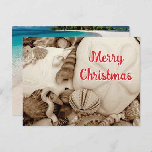 Sepia Sand Dollar Weihnachten (Vorne/Hinten)