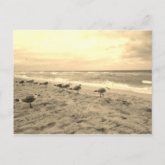 Sepia Seagull Postcard Postkarte