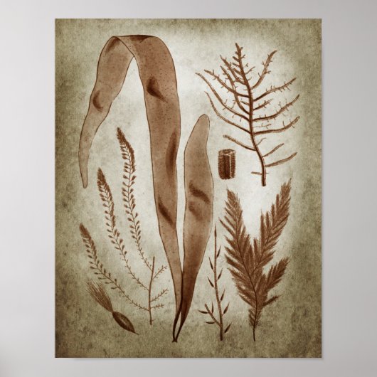 Sepia Seaweed Botanical Print no.2 Lake House Art Poster (Vorne)