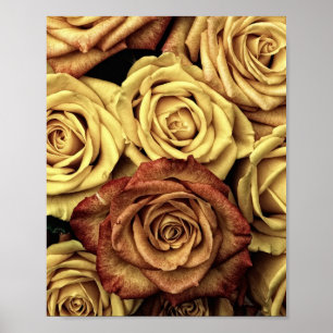 Sepia Tinted Rose Poster