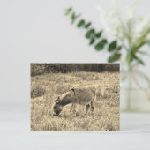 Sepia-Ton-Esel auf einem Gebiet Postkarte (Stehend Vorderseite)