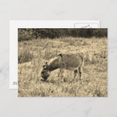 Sepia-Ton-Esel auf einem Gebiet Postkarte (Vorne/Hinten)