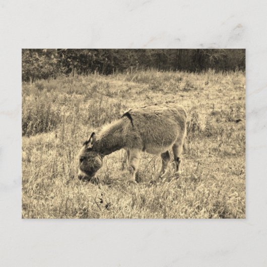 Sepia-Ton-Esel auf einem Gebiet Postkarte (Vorderseite)