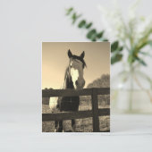 Sepia-Ton-Pferd Postkarte (Stehend Vorderseite)