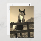 Sepia-Ton-Pferd Postkarte (Vorne/Hinten)