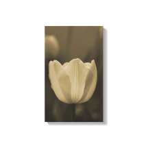 Sepia-Ton Single Tulpe Blume blühen nah auf