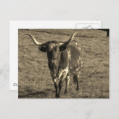 Sepia Tone Brown and White Longhorn Bull Postkarte (Vorne/Hinten)