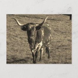 Sepia Tone Brown and White Longhorn Bull Postkarte