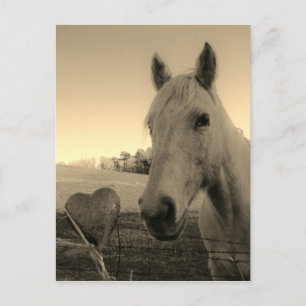 Sepia tone Brown Horse & Heart Postkarte