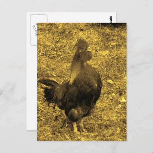 Sepia Tone Crowing Rooster Postkarte (Vorne/Hinten)